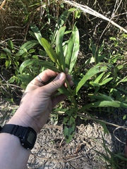 Penstemon multiflorus