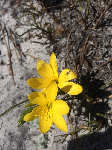 Geissorhiza humilis