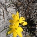 Geissorhiza humilis - Photo (c) Jeremy Gilmore, some rights reserved (CC BY), uploaded by Jeremy Gilmore