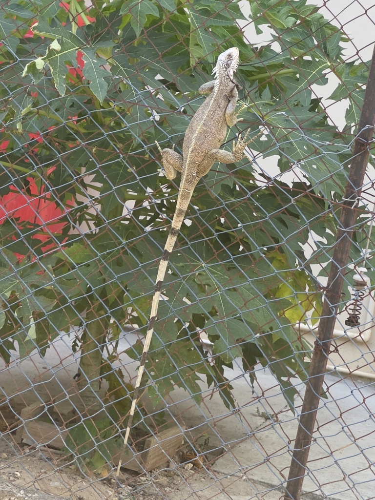 Green Iguana from Trinidad, Port of Spain, Trinidad and Tobago, TT on ...