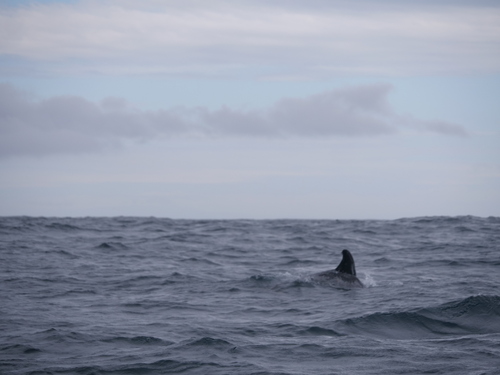 Risso's dolphin