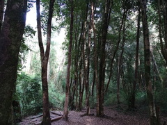 Aextoxicon punctatum