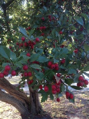 Crataegus × lavallei