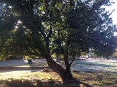 Crataegus × lavallei