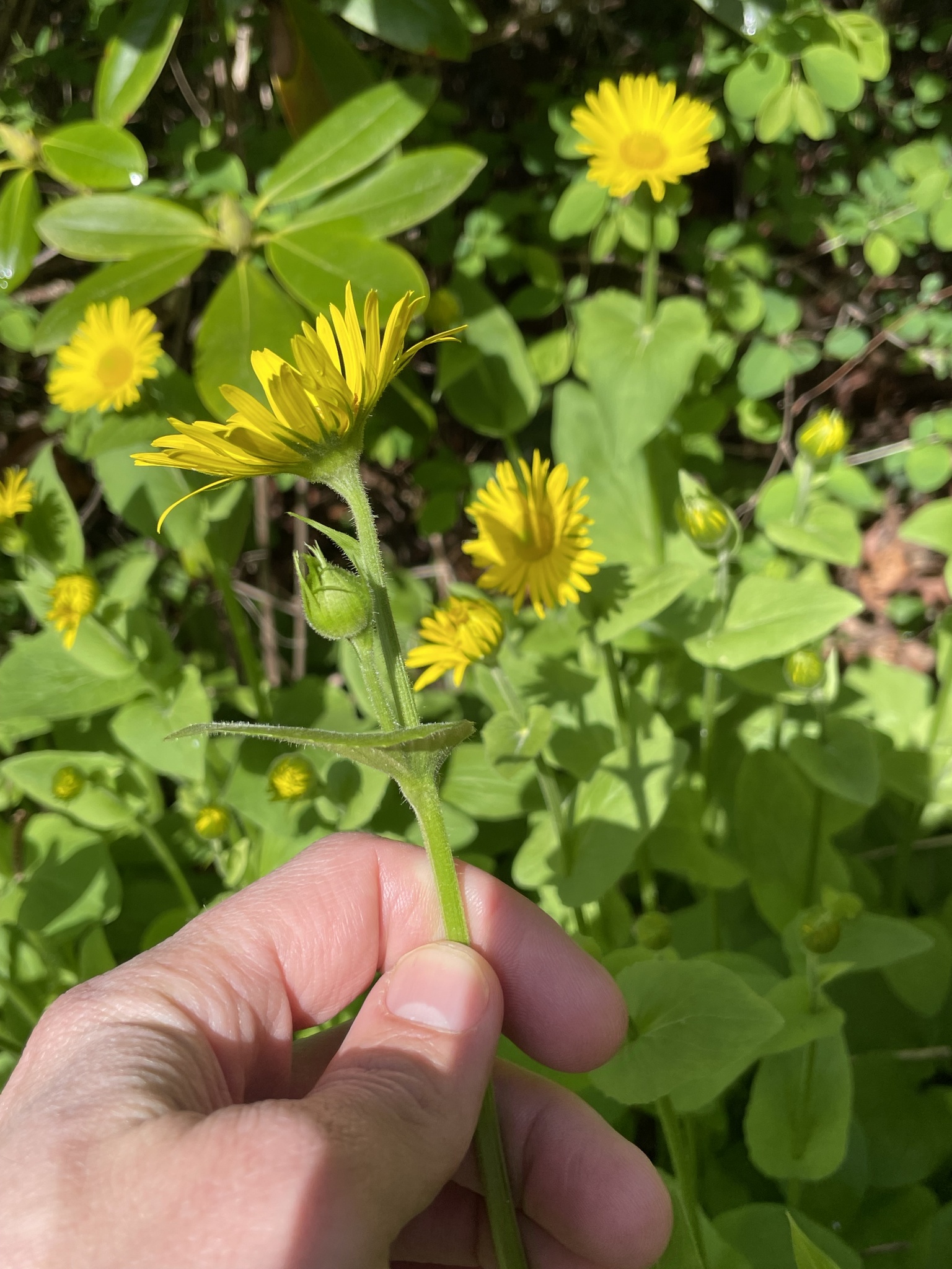 Willdenow's Leopard's-Bane (Doronicum ×)