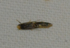 Monopis weaverella