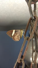 Lepidoptera