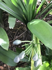 Clivia miniata miniata