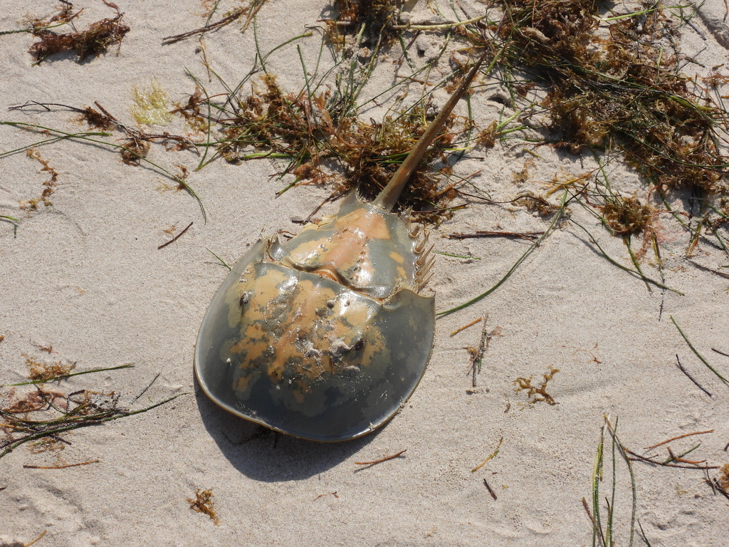 Atlantic Horseshoe Crab from Cancunito, Yucatán, México on April 4