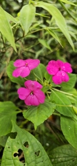 Impatiens walleriana image