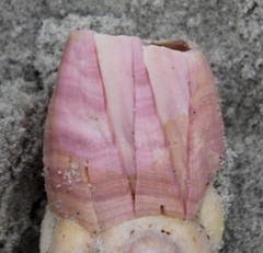 Notomegabalanus decorus