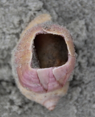 Notomegabalanus decorus