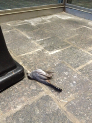 Dumetella carolinensis