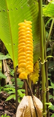 Calathea crotalifera image