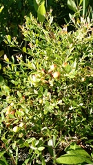 Vaccinium myrsinites