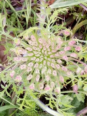 Daucus carota image