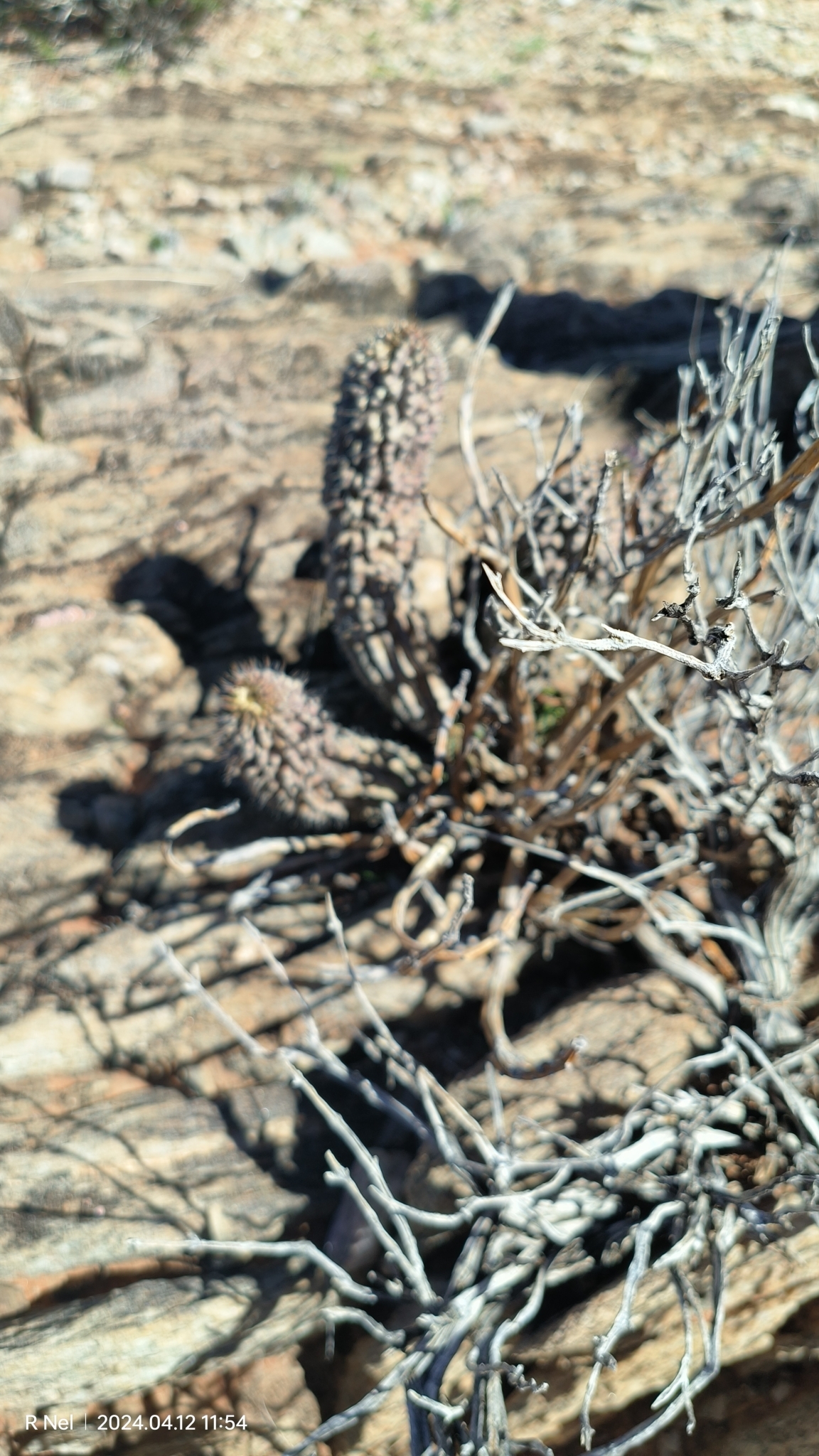 Ceropegia officinalis