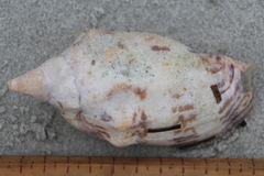 Alcithoe arabica