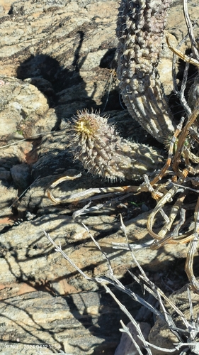 Ceropegia officinalis