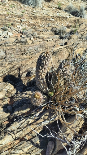 Ceropegia officinalis