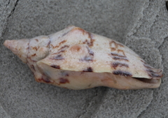 Alcithoe arabica