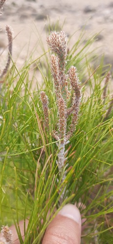 Aleppo pine