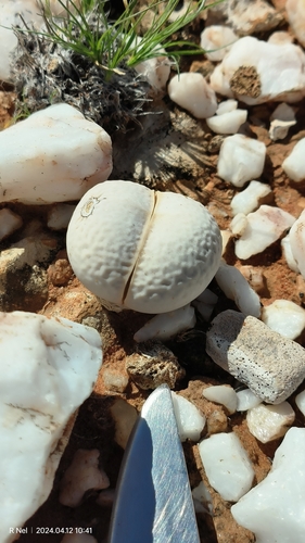 Dinteranthus pole-evansii