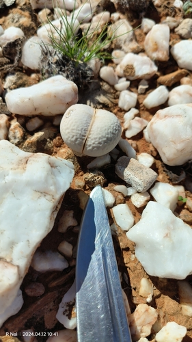 Dinteranthus pole-evansii