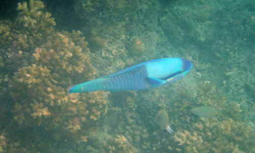Halfband-papegaaivis (Scarus dimidiatus) — Scaridae — 4