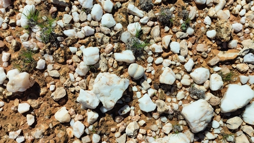 Dinteranthus pole-evansii