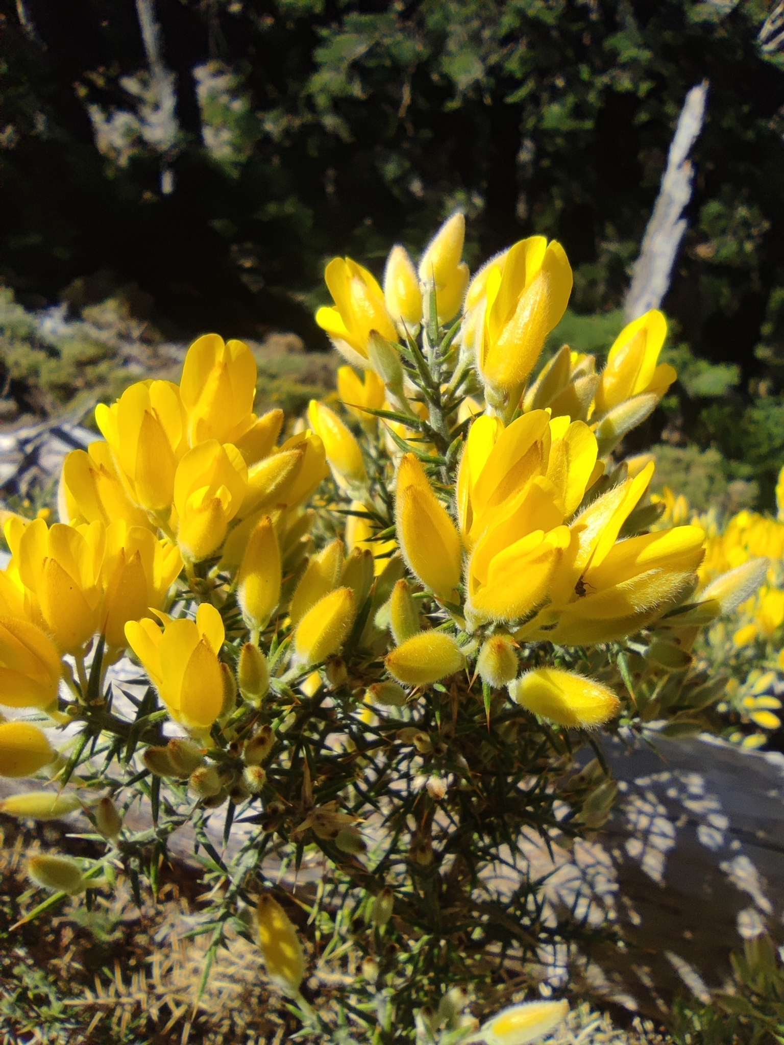 Ulex baeticus