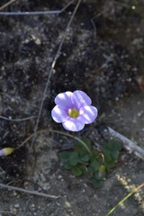 Oxalis commutata