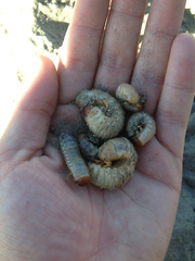 Pericoptus