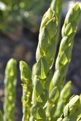 Aspalathus elliptica