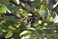 Aspalathus elliptica