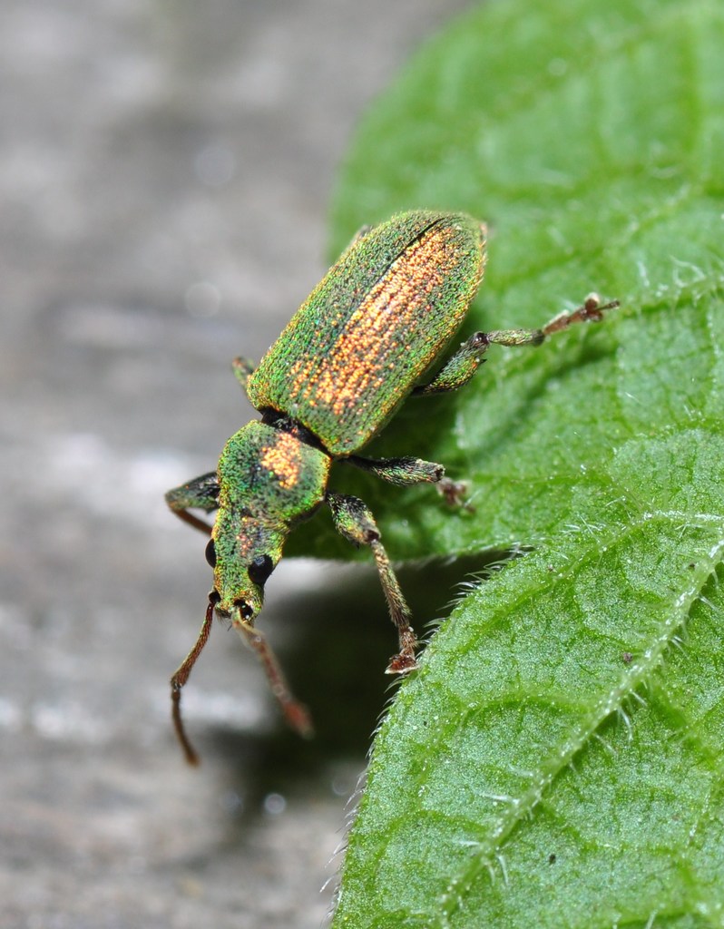 Silver-green leaf weevil (London’s Animals) · iNaturalist