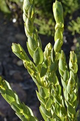 Aspalathus elliptica