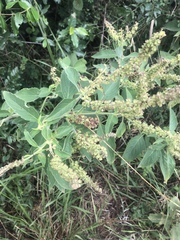 Ocimum gratissimum gratissimum