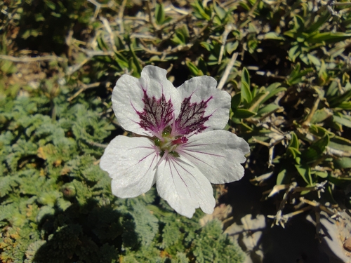 Erodium cheilanthifolium (Erodium cheilanthifolium)