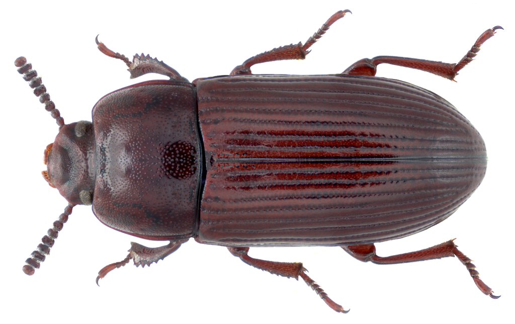 Uloma culinaris