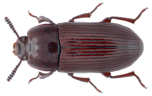 Uloma culinaris (Linnaeus, 1758)