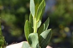 Aspalathus elliptica