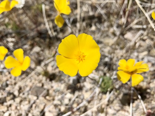 Eschscholzia androuxii (Eschscholzia androuxii)