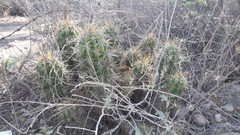 Trichocereus candicans