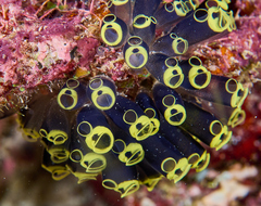 Social Tunicate photo 2