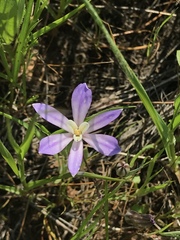 Brodiaea nana