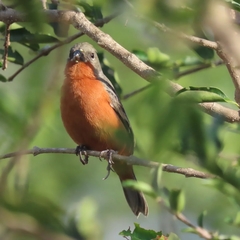 Sporophila minuta image