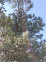 Pinus taeda image
