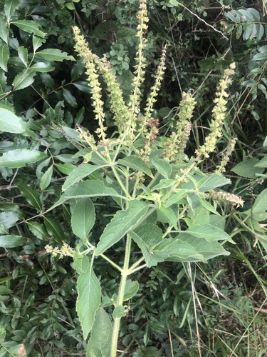 African Basil