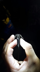 Laccotrephes japonensis